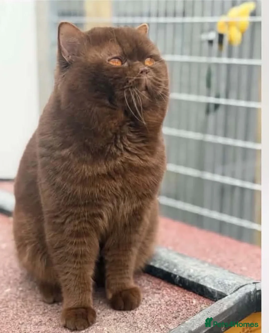 British Shorthair cats for sale: Sonnic – Gorgeous Pedigree British Shorthair Boy - Advert 5