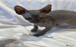 Sphynx cats for sale: Blue/Mink baby boy available  - Image 2