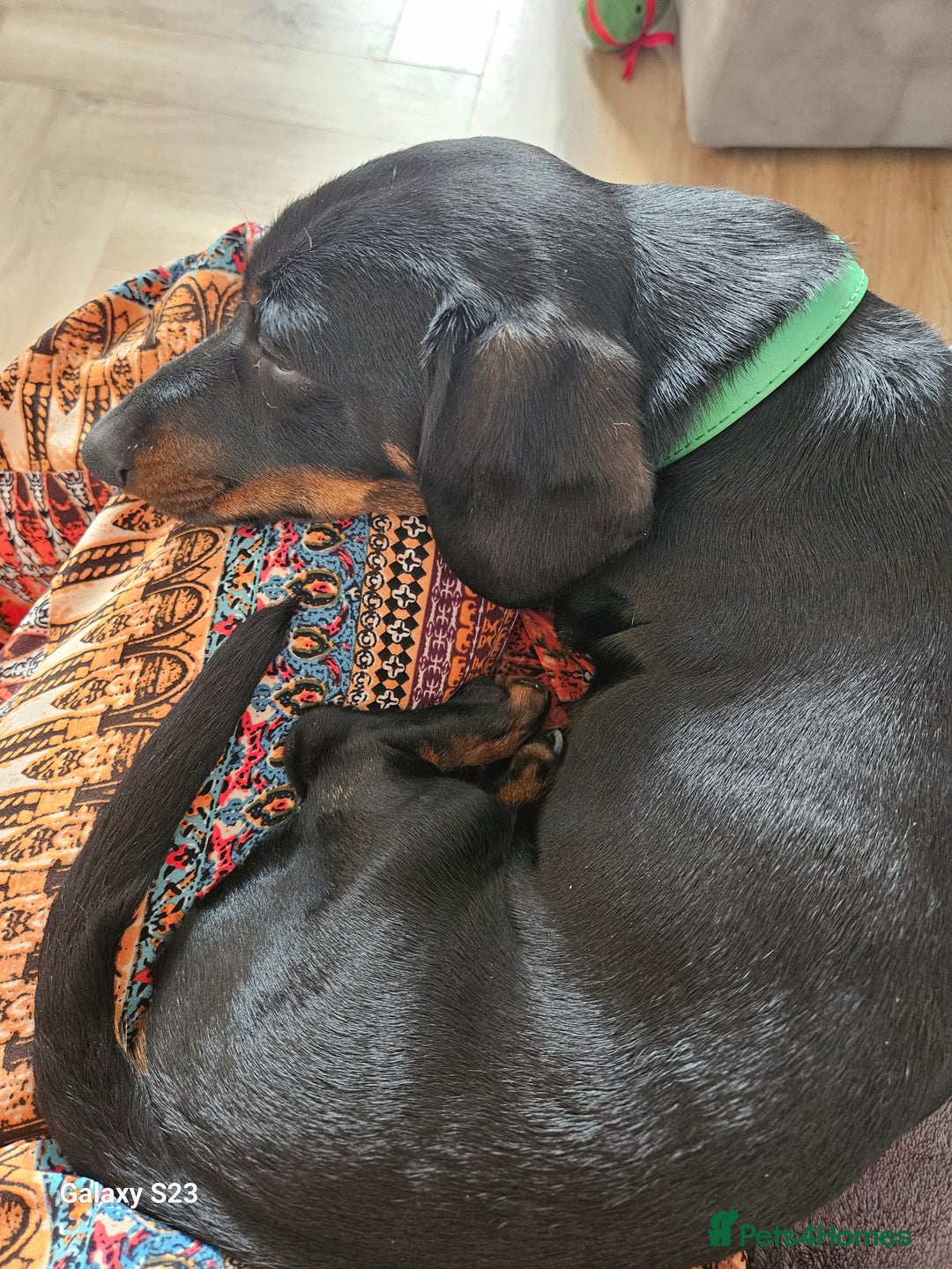 Miniature Dachshund dogs for stud: Rupert has come of age - Image 3