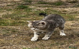 Mixed Breed cats for sale: Half British short hair cat  - Image 2