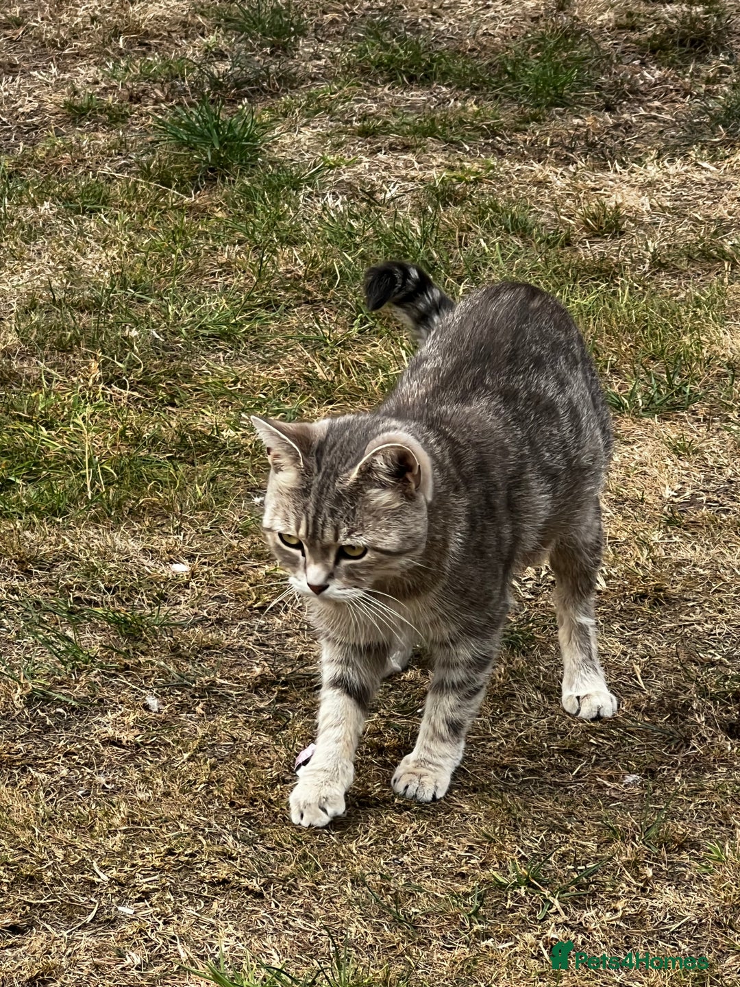 Mixed Breed cats for sale: Half British short hair cat  - Image 2