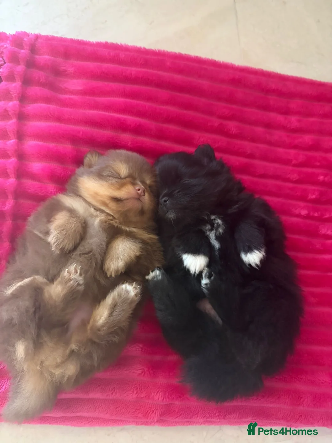 Pomeranian dogs for sale: Pomeranian  in Birmingham - Advert 4