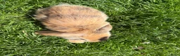 Mini Lop rabbits for sale: Beautiful pure breed mini lops😍 - Advert 19