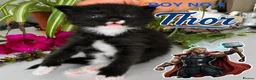 Mixed Breed cats for sale: Fluffy Long Haired Kittens - Ready 15 August in Plymouth - Advert 9