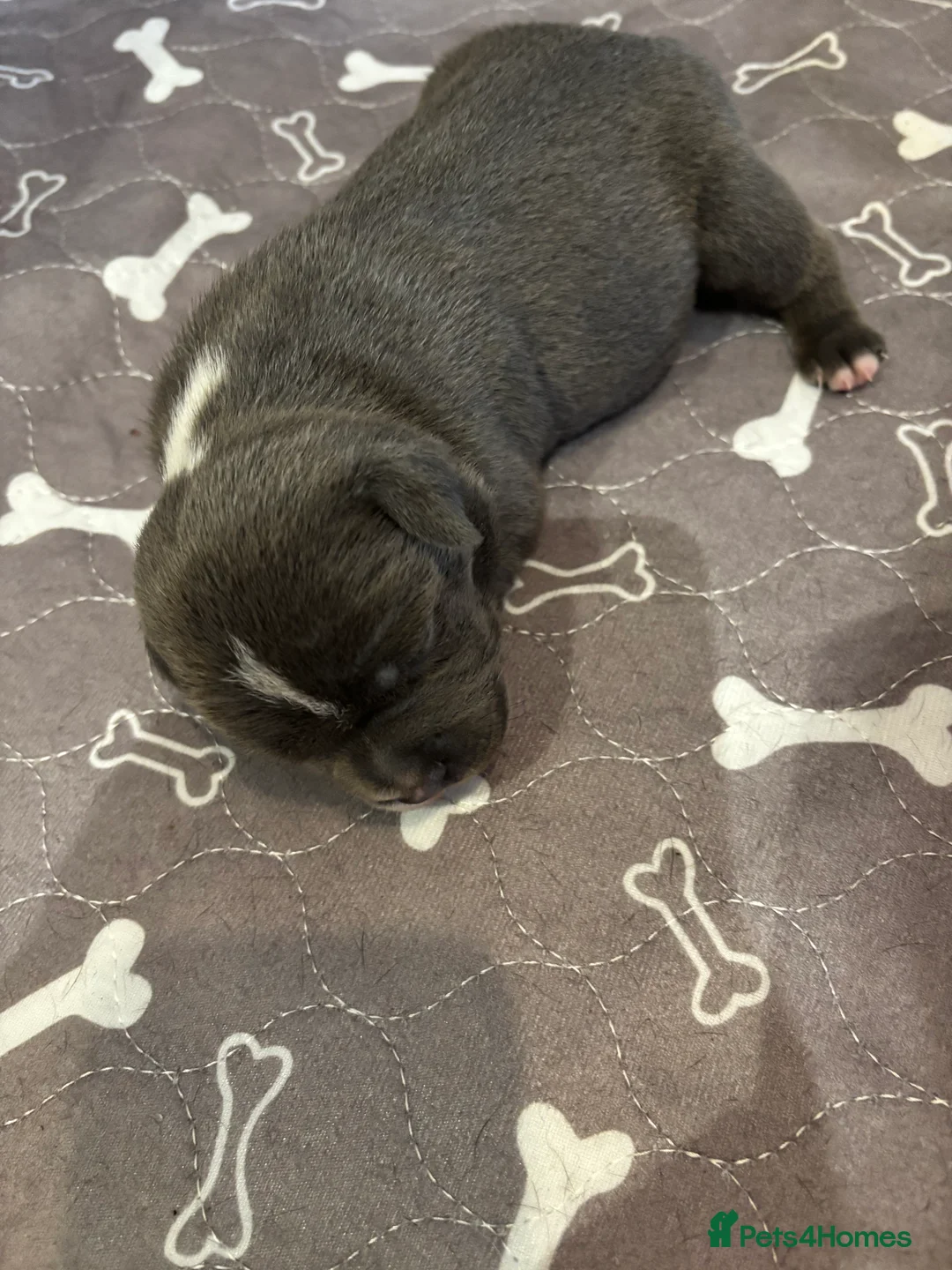 Staffordshire Bull Terrier dogs for sale: 💙Beautiful Dark Blue Staffordshire Bull Terrier M - Advert 2