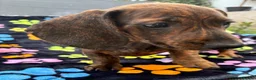 Dachshund dogs for sale: Dachshund Puppies ready for their forever homes - Advert 29