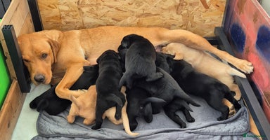 Labrador Retriever dogs - Advert 3