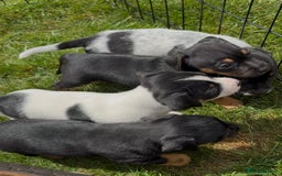 Jack Russell dogs for sale: Gorgeous Jack Russell Puppies - Image 3