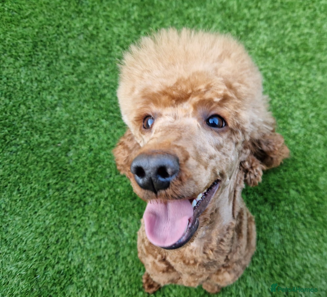 Cavapoo dogs for sale: Beautiful F1 cavapoo puppies - Image 28