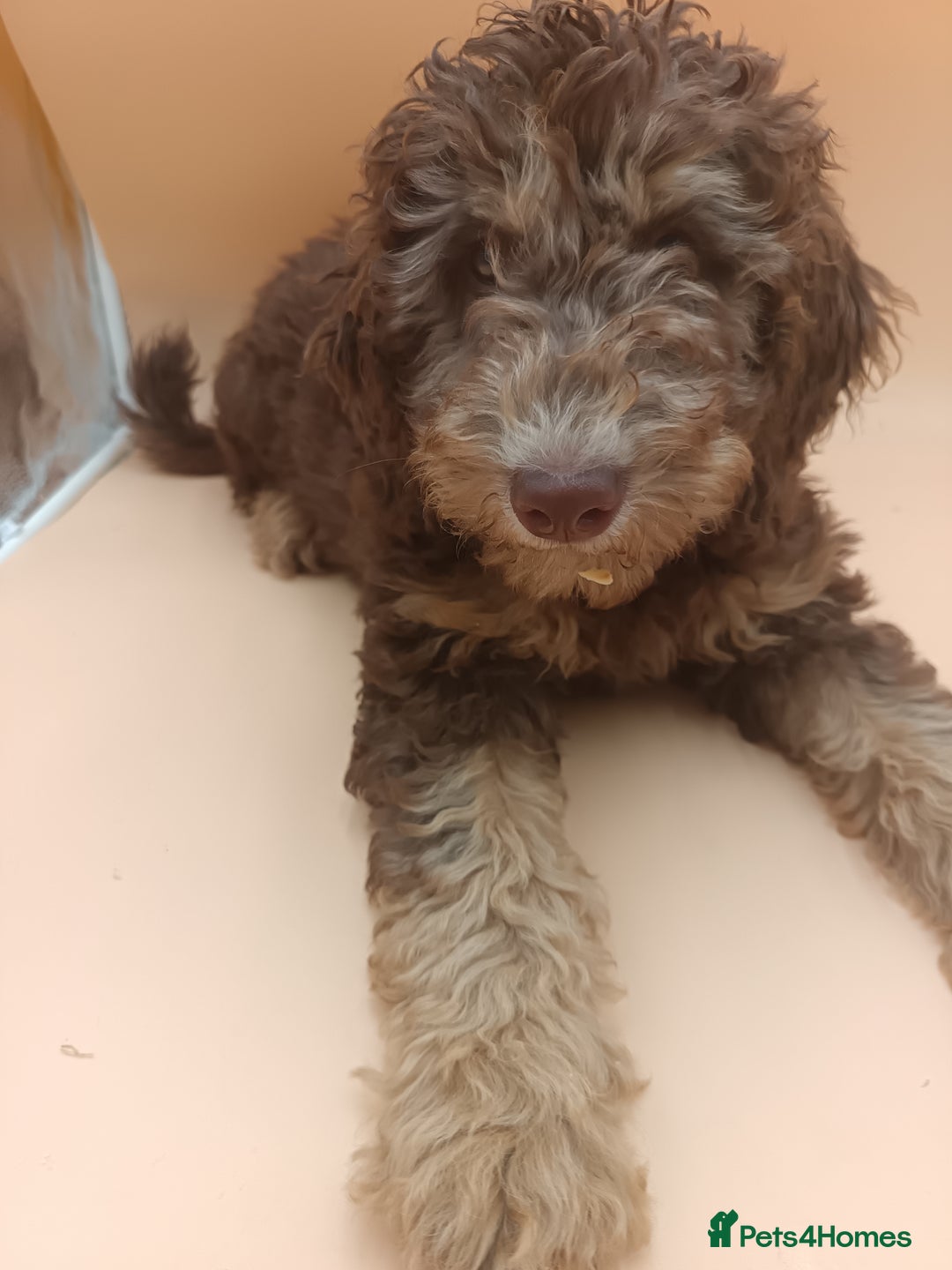 Labradoodle dogs for sale: 🌈The work has been done , choose your breeder 🌈 - Image 33