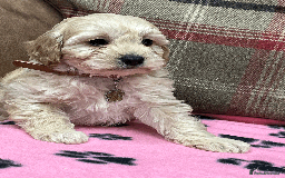 Cavapoochon dogs for sale: Cavapoochon puppies ready for new forever home💕 - Advert 22