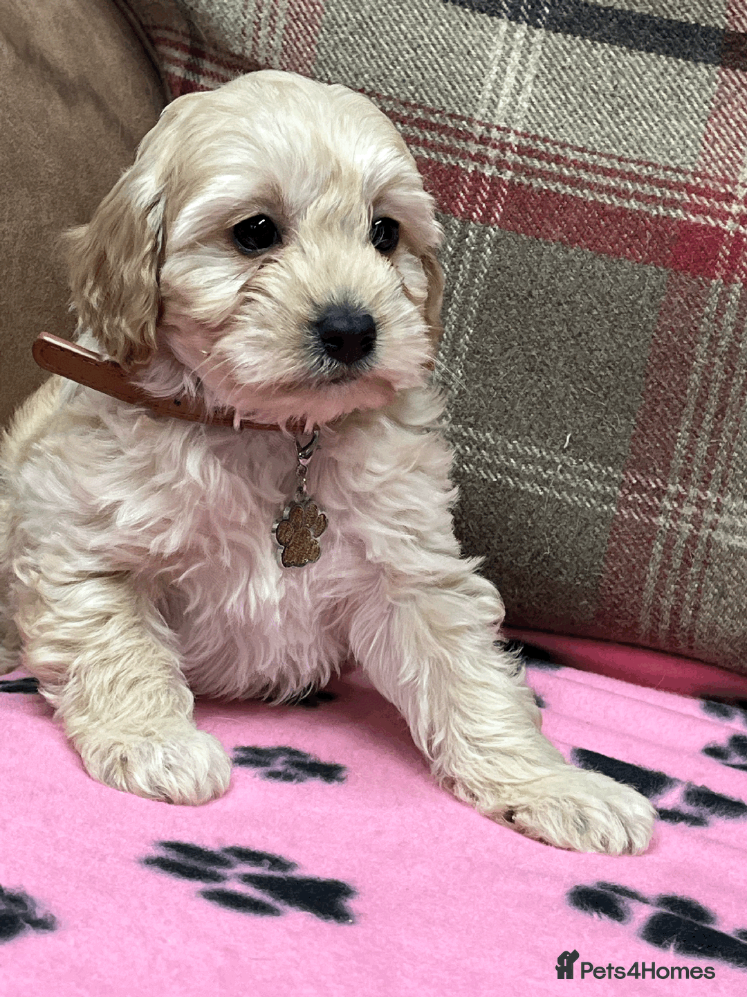 Cavapoochon dogs for sale: Cavapoochon puppies ready for new forever home💕 - Advert 22