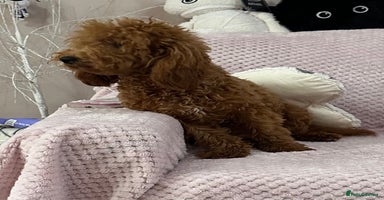 Toy Poodle dogs - Advert 14