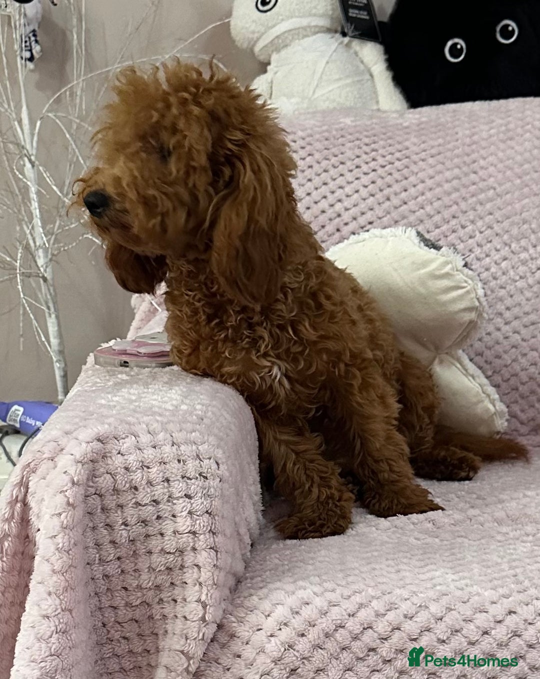 Toy Poodle dogs for sale: Red toy poodle girl - Image 2