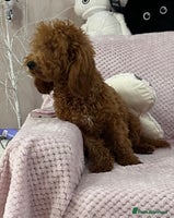 Toy Poodle dogs - Advert 1
