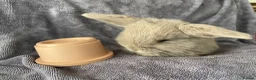 Mini Lop rabbits for sale: Mini lops ready to reserve  - Advert 6