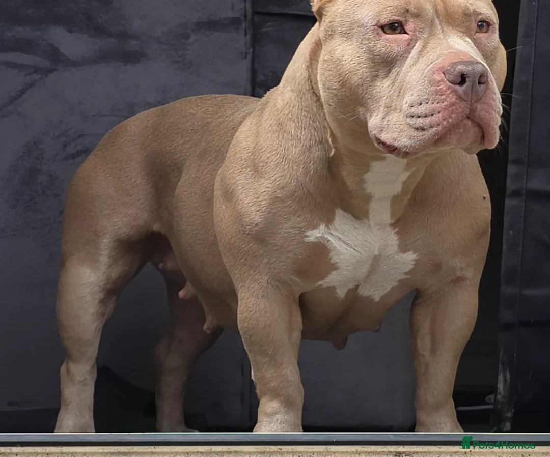 American Bully dogs for sale: Exclusive American Bully Pocket Premium Line - Advert 1