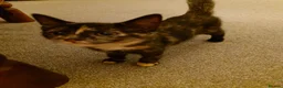 Mixed Breed cats for sale: 2 remaining kittens, looking for forever homes - Advert 4