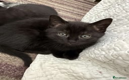 British Shorthair cats for sale: Cross British short hair kittens  - Image 4