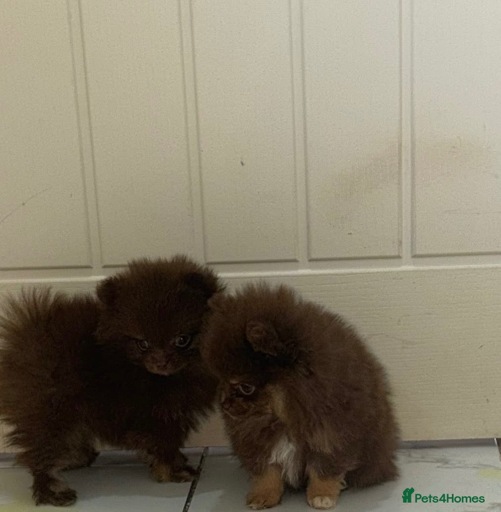 Pomeranian dogs 🤎 Gorgeous Chocolate & Tan Pomeranian Puppies  - Advert 2