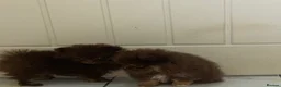 Pomeranian dogs for sale: 🤎 Gorgeous Chocolate & Tan Pomeranian Puppies  - Advert 7