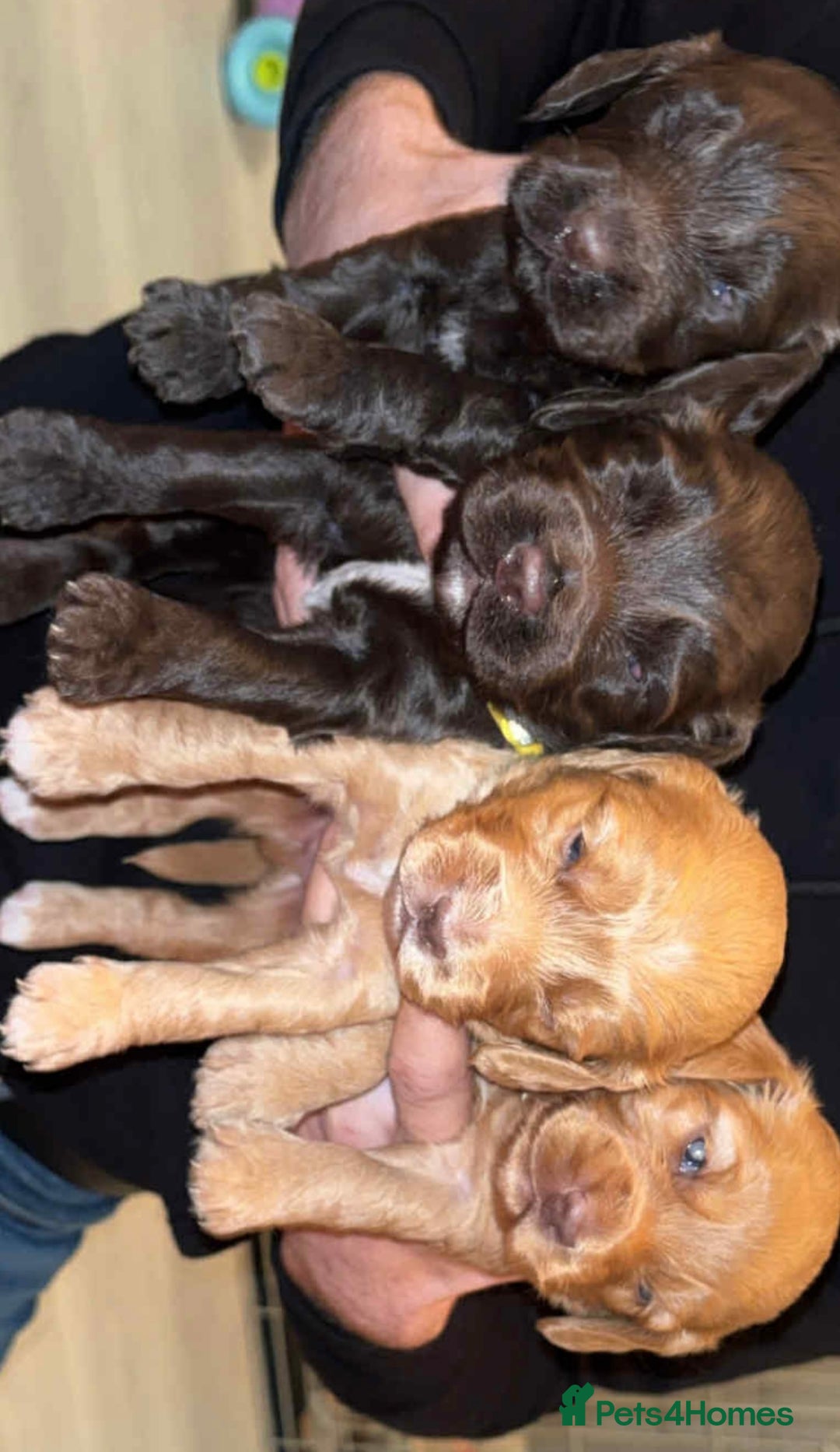 Cockapoo dogs for sale: Cockerpoo puppies for sale  - Advert 3