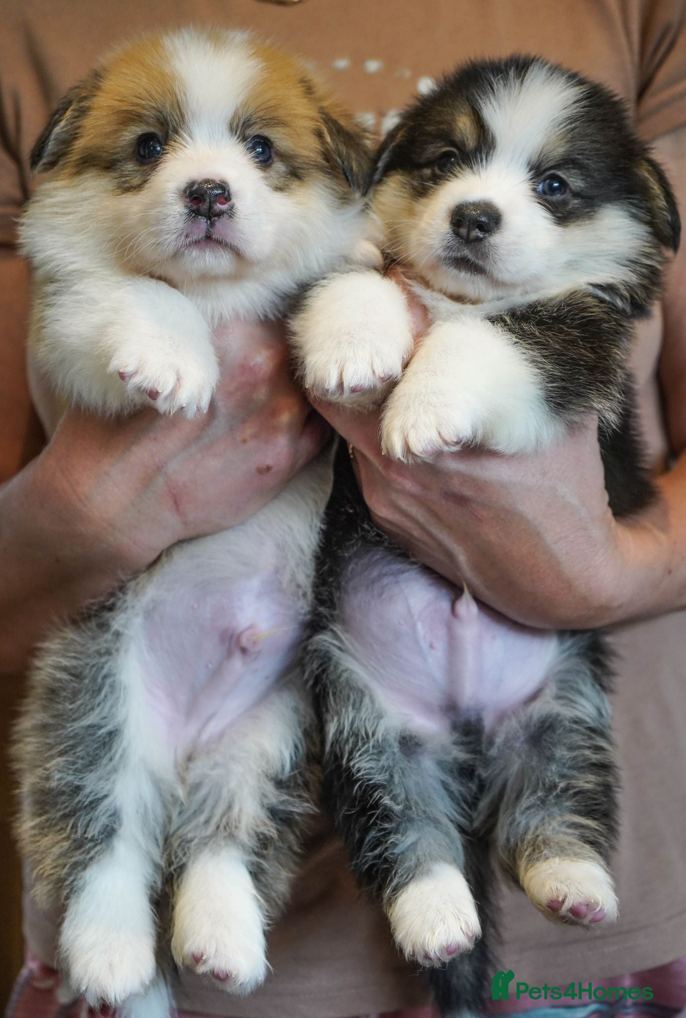 Welsh Corgi Pembroke dogs KC Registered Welsh Corgi (Pembroke) - Advert 2