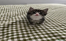 Mixed Breed cats for sale: Grey, black & white female kitten, 7 weeks old - Image 14