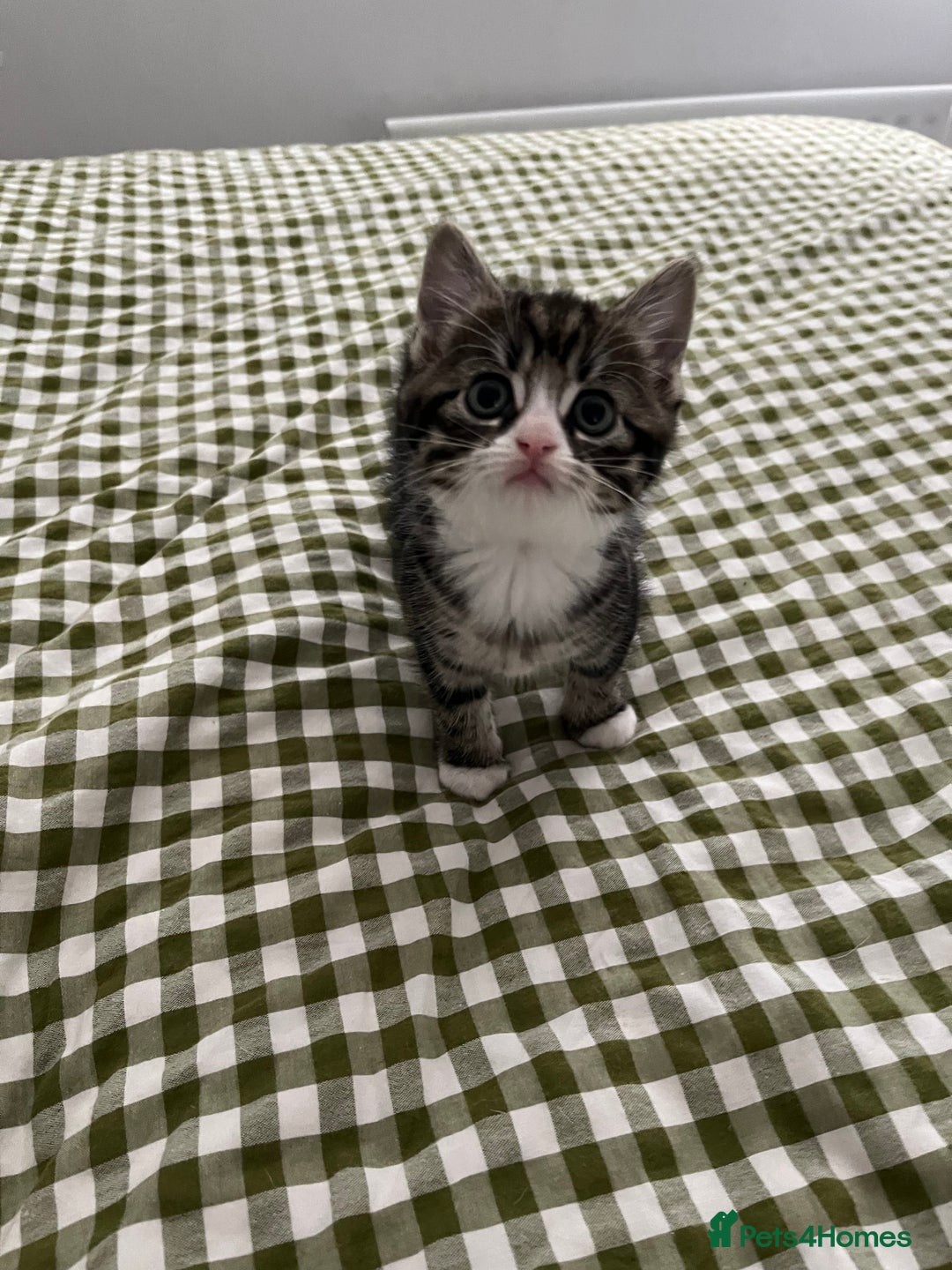 Mixed Breed cats for sale: Grey, black & white female kitten, 7 weeks old - Image 14