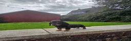 Miniature Dachshund dogs for sale: True longhaired minature dachshunds  - Advert 13