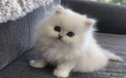Persian cats for sale: Persian kittens  - Image 22
