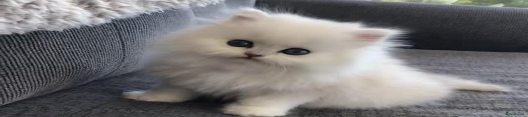 Persian Kitten 4