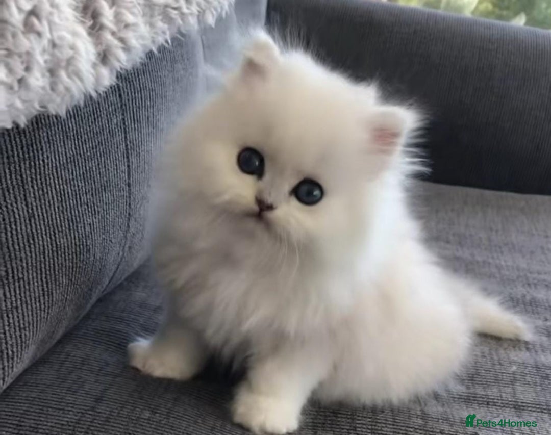 Persian cats for sale: Persian kittens  - Image 22