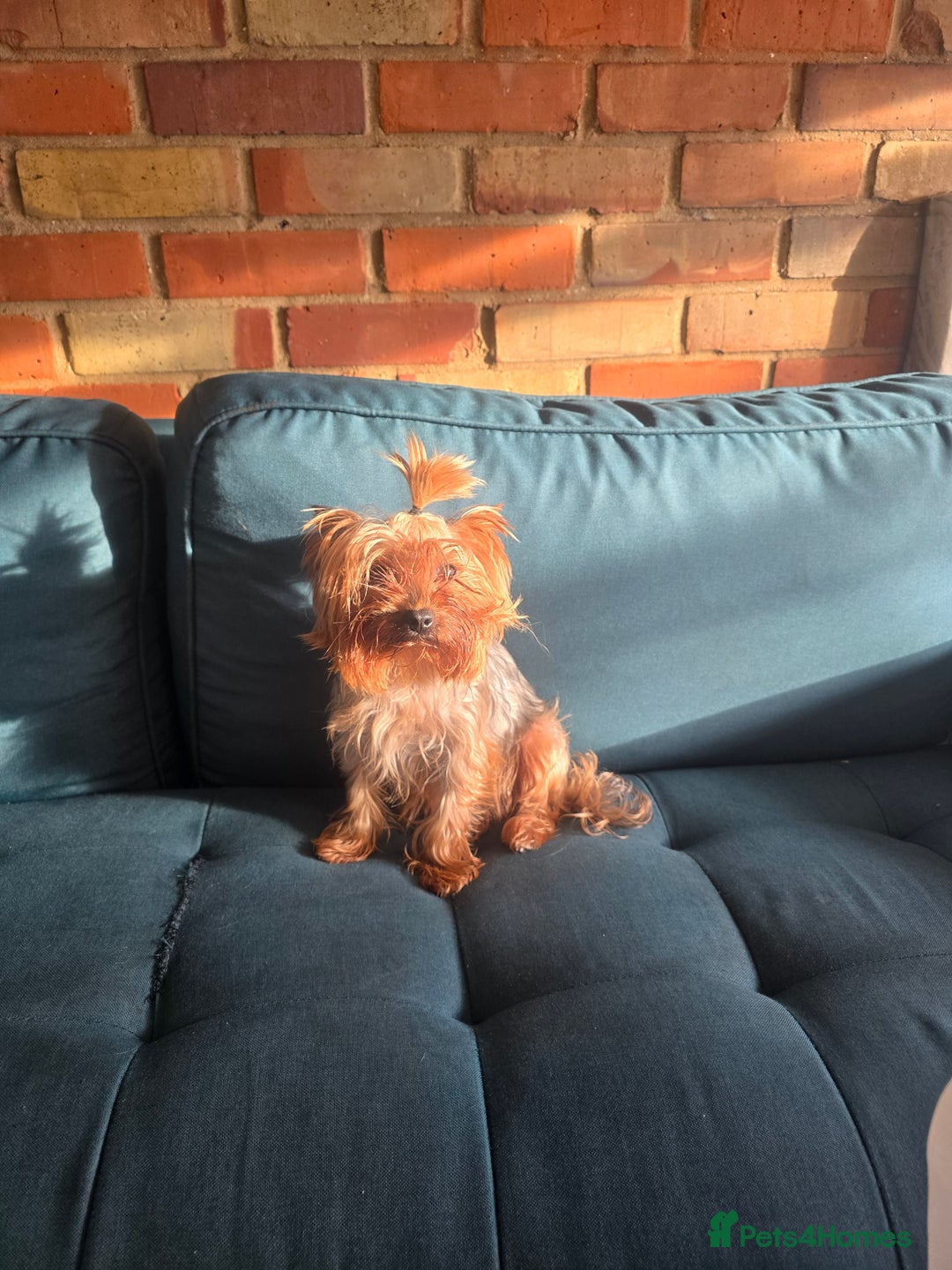 Yorkshire Terrier dogs for sale: Yorkshire  - Advert 9