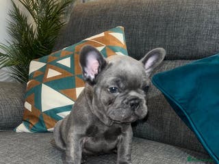 French Bulldog dogs 💙last boy waiting for forever home💙kc registered - Advert 4