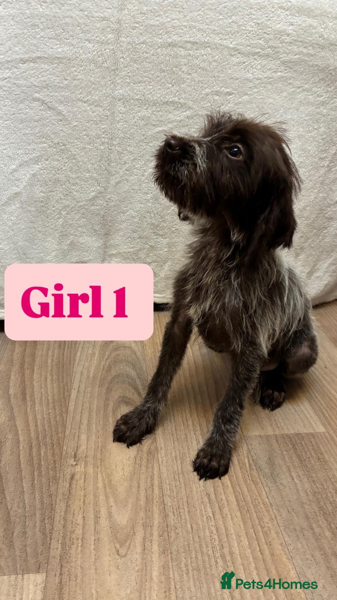 German Wirehaired Pointer dogs for sale: German wire hair pointers for sale - Advert 9