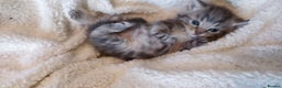 Russian Blue cats for sale: ABSOLUTELY BEAUTIFUL RUSSIAN BLUE KITTENS 8 WEEKS  - Advert 4