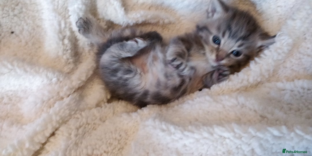 Russian Blue cats for sale: ABSOLUTELY BEAUTIFUL RUSSIAN BLUE KITTENS 8 WEEKS  - Advert 4