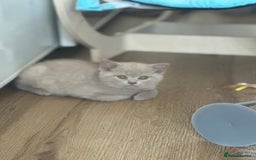 British Shorthair cats for sale: Exc   champion line - Image 23
