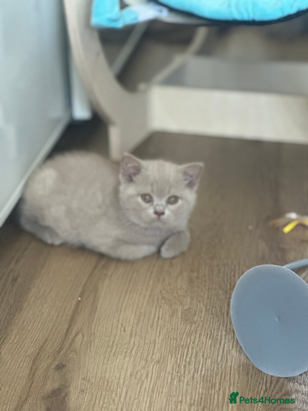 British Shorthair cats for sale: Exc   champion line - Image 23