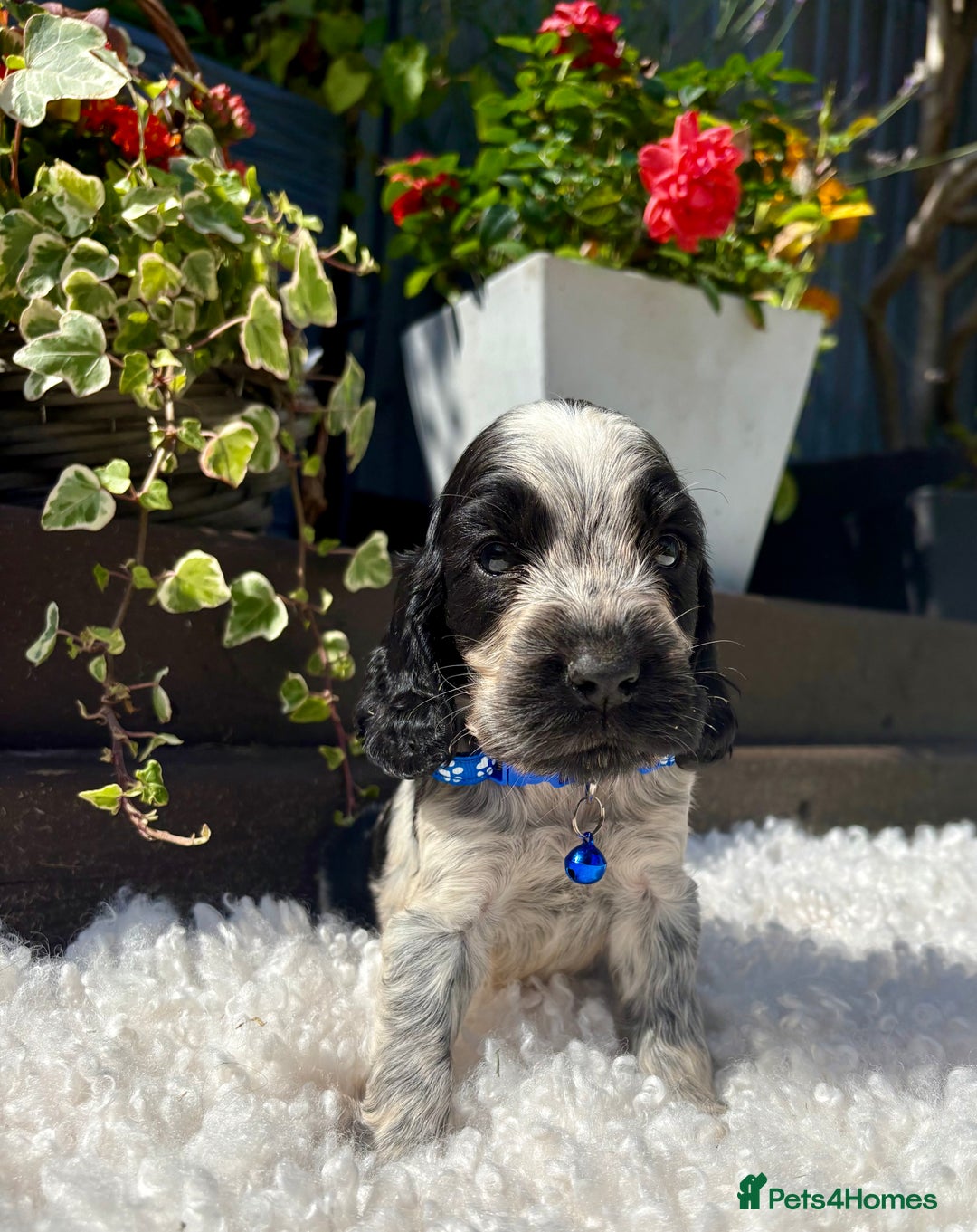 Cocker Spaniel dogs for sale: show type cocker spaniels puppies * ready now  - Image 22