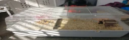 Gerbil rodents for sale: Gerbil and cage asap - Advert 3