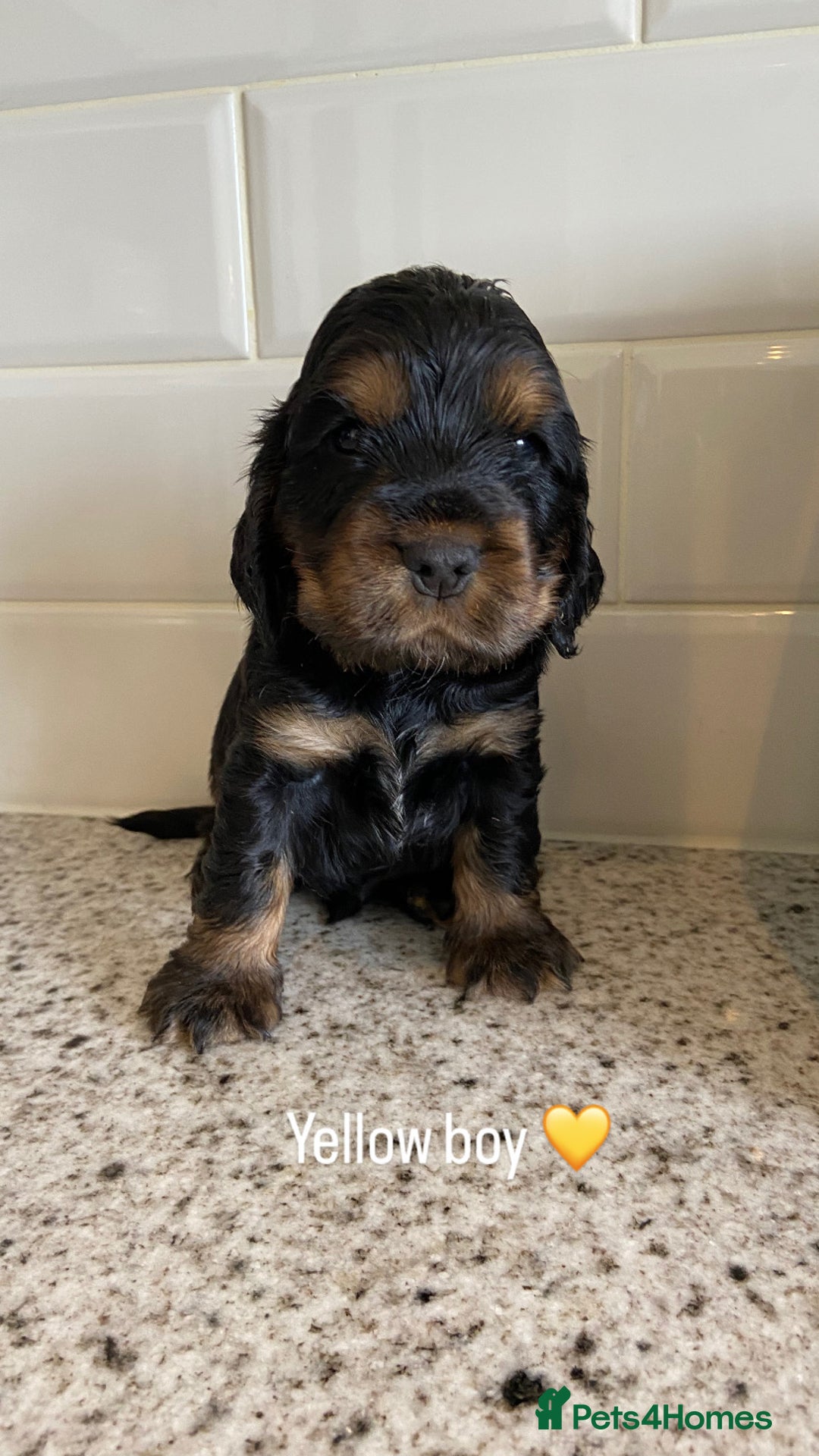 Cocker Spaniel dogs for sale: KC RIZI-BIZI show type European show champ lines - Image 6