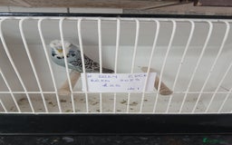Budgerigars birds for sale: Budgies - Image 11
