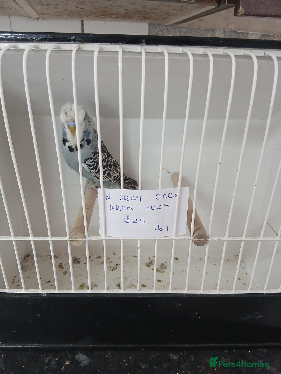 Budgerigars birds for sale: Budgies - Image 11