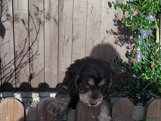 Cockapoo dogs adorable cockerpoo puppies - Advert 7