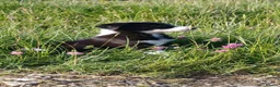 Border Collie dogs for sale: Working collie pups  in Lairg - Advert 4