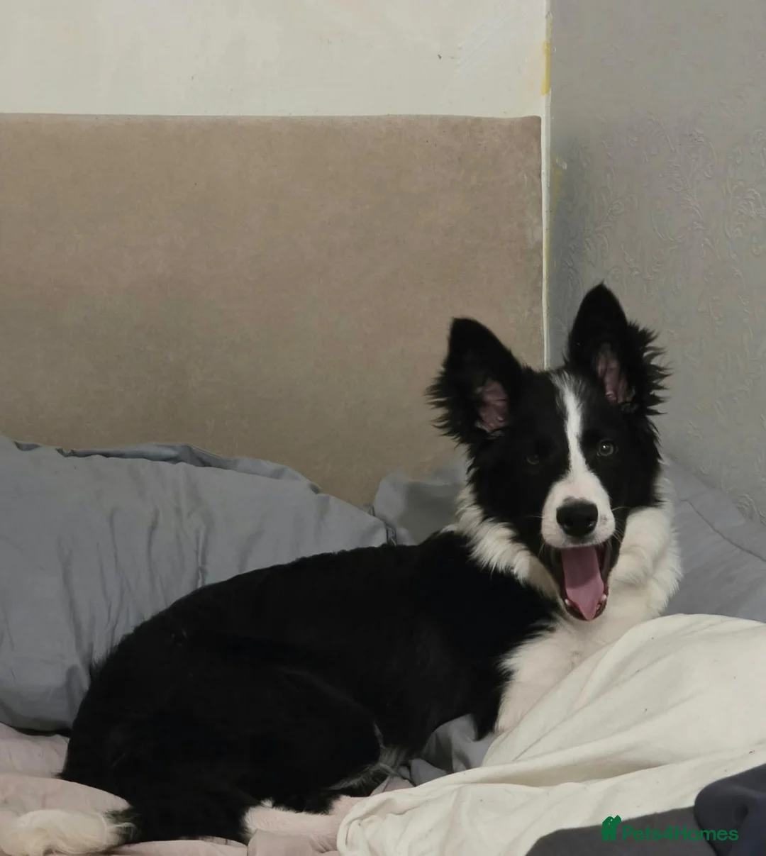 Border Collie dogs for sale: Male border collie for sale  in Swadlincote - Advert 2