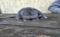 Mini Lop rabbits for sale: Pure bred Mini Lop Bunnies - Image 22
