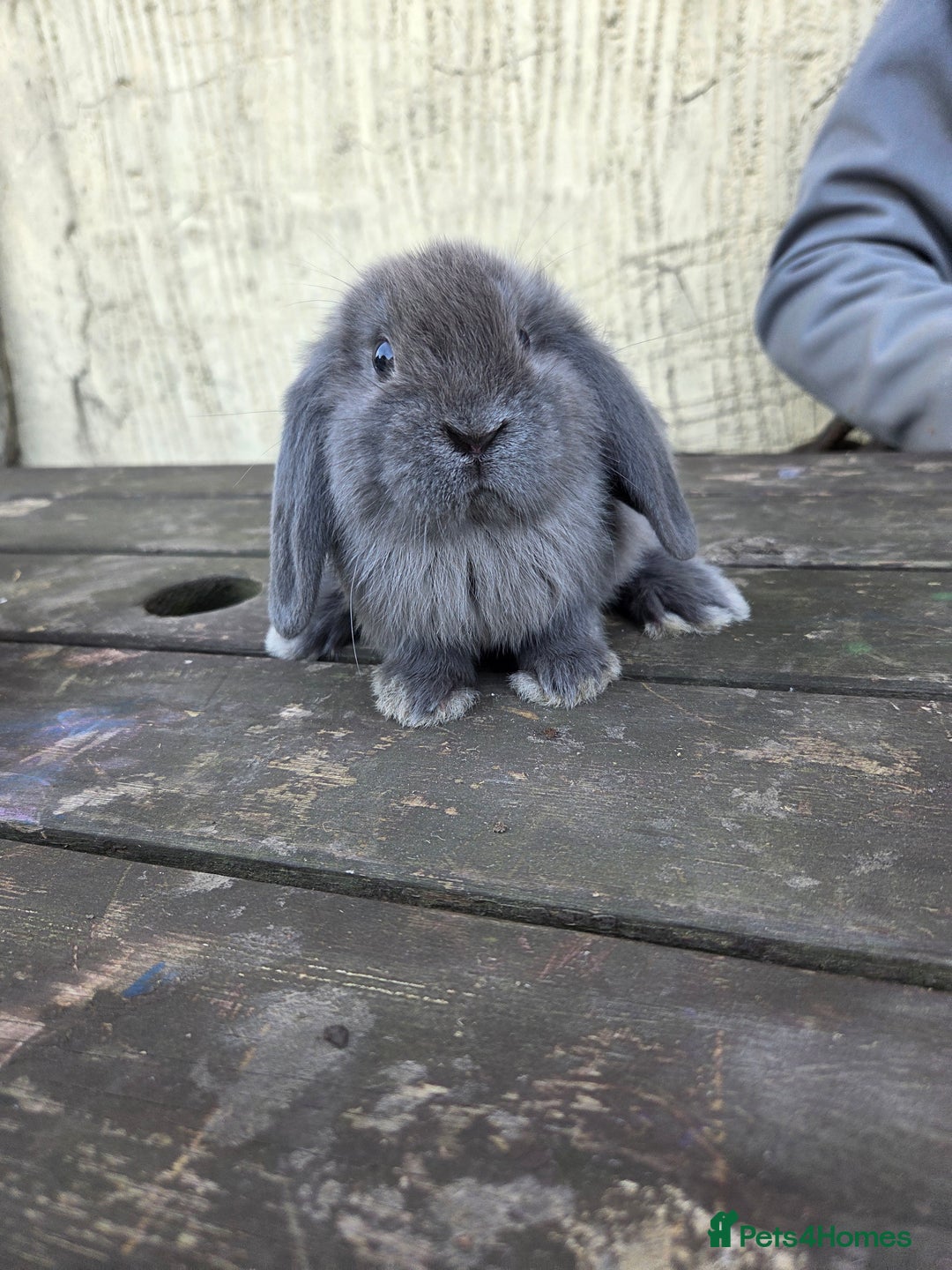 Mini Lop rabbits for sale: Pure bred Mini Lop Bunnies - Image 22